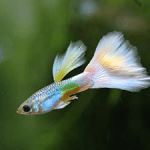 13 Most Common Guppy Diseases, Parasites, and Treatments [2021]