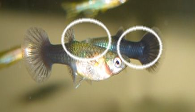 13 Most Common Guppy Diseases, Parasites, and Treatments [2021