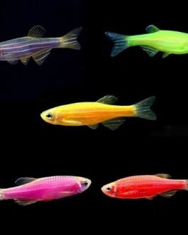 Mix Zebra fish (5 PCS Pink, 5 pcs blue,5 pcs green)