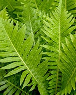 Brazilian Tree fern/ Silver lady fern (extra large size)