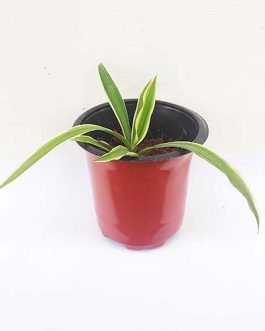 Spider Plant/ Chlorophytum comosum