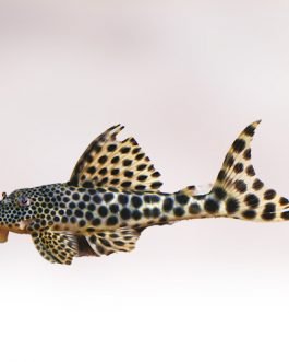 Spotted cat fish (10 Pieces)