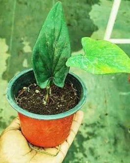 Syngonium Erythrophyllum (Single plant)