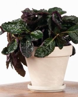 Purple waffle/ Hemigraphis alterneta (Single plant)
