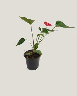 Anthurium Miniature Red (combo of 3 plants)