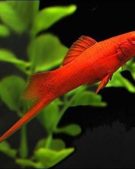 Red Sword Tail fish (10 pieces)