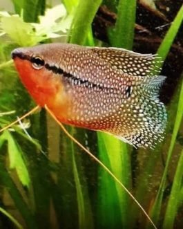 Pearl Gaurami (4 fishes)