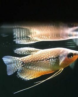 Pearl Gaurami (4 fishes)