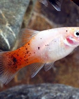 Red Tail Platy Pair