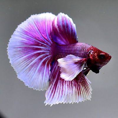 Big Ear Lavender Fighter Pair - Buy Aquarium Plants and Aquarium Fishes  Online