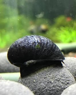 Military Helmet snail (5 nos)