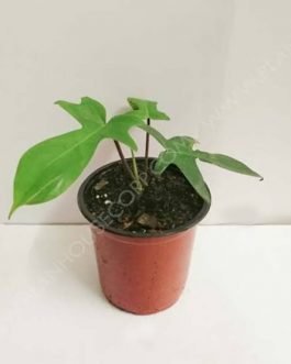 Philodendron Florida beauty (single plant)