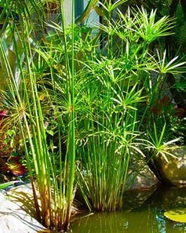Cyperus Papyrus (Single plant clump)