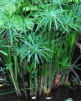 Cyperus Papyrus (Single plant clump)