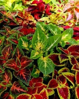 Coleus plant -6 different varieties