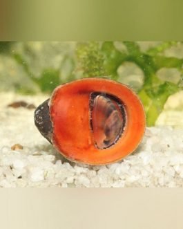 Red Lip Nerite snail (5 nos)
