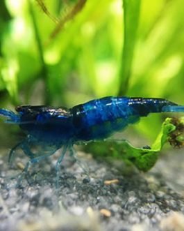 Carbon Blue Shrimps ( 5 pairs)
