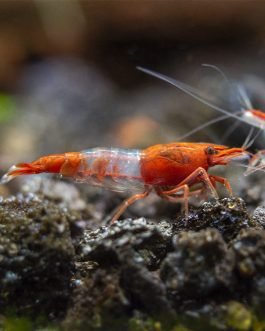 Rili shrimps combo ( red, blue, orange pairs)