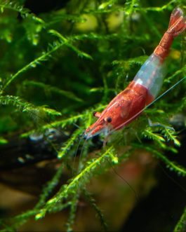Red Rili shrimps ( 5 pieces)