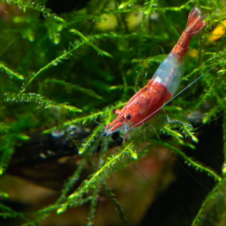 Red Rili shrimps ( 5 pieces) - Buy Aquarium Plants and Aquarium Fishes ...