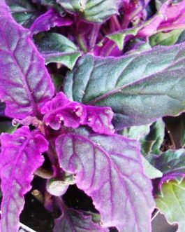 Purple Velvet Plant/ Velvet violet plant/ Gynura Aurantiaca