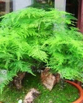 Asparagus fern/ Christmas tree fern/ Asparagus Setaceus (Single plant)