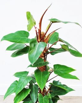 Red Emerald Philodendron / Philodendron erubescens