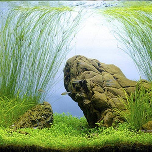 Tall Hairgrass/ Eleocharis vivipara (1 bunch) - Buy Aquarium Plants and  Aquarium Fishes Online