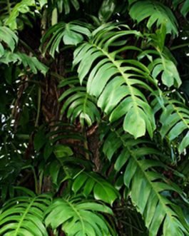 Monstera pinnatum/ Epipremnum pinnatum/ Dragon tail monstera (single plant)