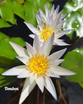 Nymphiya Key Largo, Tina and Douben Waterlily Combo ( Bowl variety lilies)
