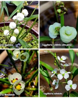 Flowering Sagittaria plant Combo ( Subulata, Mondivides, Japonica, Latifolia Alba)
