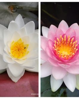 Siam Jasmine and Madam Wilfred Gonner Waterlily  combo (2 plants)