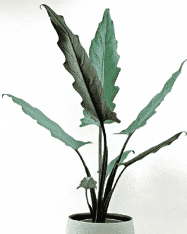 Alocasia Lauterbachiana/ Purple Sword (Single plant)