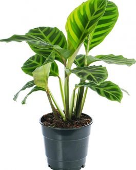 Calathea Zebrina (Single plant)