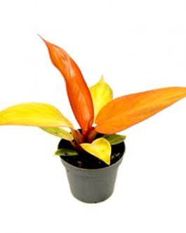Philodendron Sun Red (Single plant-small 7cm size)