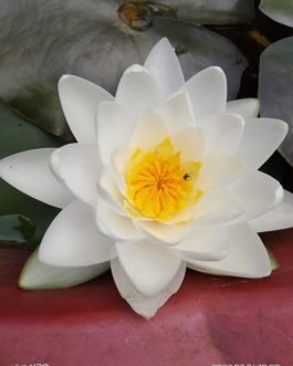 Siam Jasmine and Madam Wilfred Gonner Waterlily  combo (2 plants)