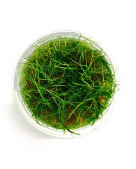 Elocharis parvula “Japanese”(Mini hair grass)[Tc]