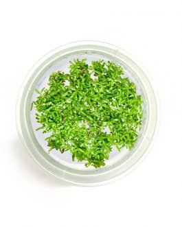 Rotala rotundifolia ‘Green’ (Tc)