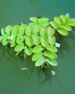 Pond plant combo ( 8 plants)