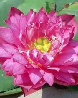 Lotus tuber combo (Red Philip,Yellow peony,Lady Bingly)