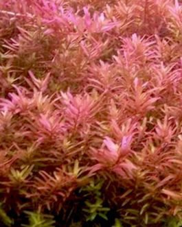 Rotala pink/ Rotala rotundifolia pink (6 stems)