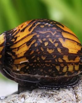 Batik snail ( 4 nos)