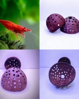 Red cherry shrimp 5 pair and shrimp hiding cave combo
Price- 599