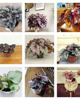 Begonia Combo (20 varieties)