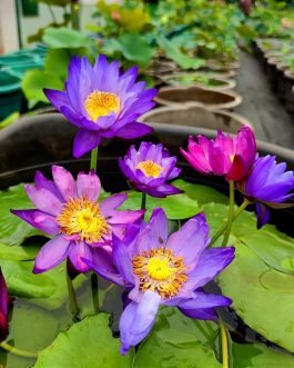 Colour Changing Waterlily (Tuber)