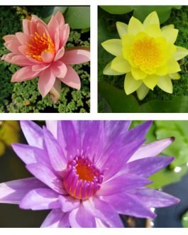 Water lily 3 plants combo (Colorado,
Chromptella,
Islamorada )