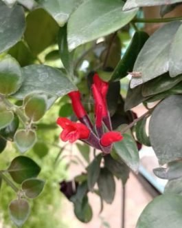Hanging Red lipstick Plant / Red Lipstick (Single Plant)