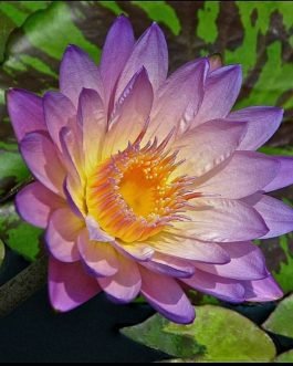 Southern Charm Waterlily Tuber (1 Tuber)