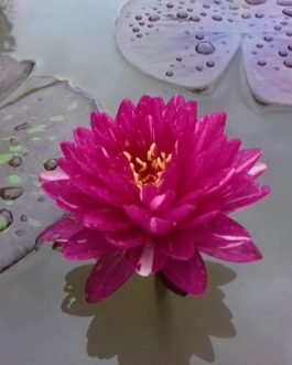 Jakkaphong Waterlily (1 Plant)