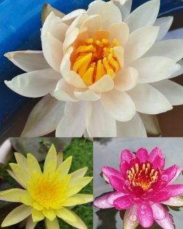 Water Lilly Combo ( 3 Plants )